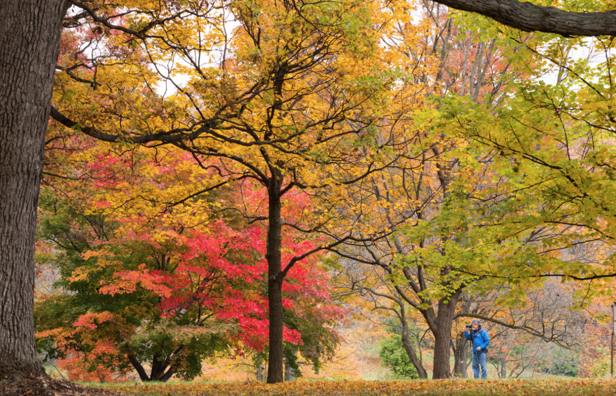 Fall Colors 6